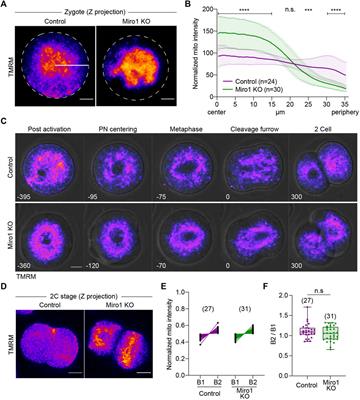 Miro1 depletion disrupts spatial distribution of mitochondria and leads to oocyte maturation defects